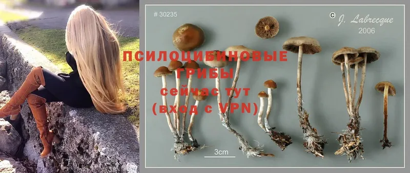 купить  сайты  Александров  Псилоцибиновые грибы MAGIC MUSHROOMS 